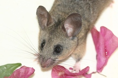 Peromyscus californicus