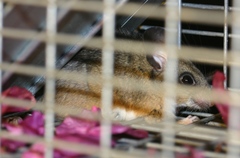 Peromyscus californicus