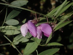 Lathyrus jepsonii jepsonii