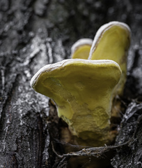 Laetiporus sulphureus