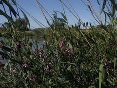 Lathyrus jepsonii jepsonii