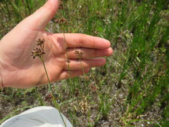 Rhynchospora recognita