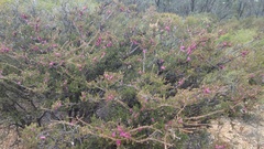 Melaleuca wilsonii