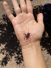 Paraphrynus carolynae