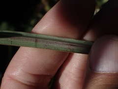 Lathyrus jepsonii jepsonii