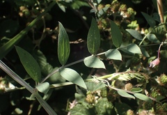 Lathyrus jepsonii jepsonii