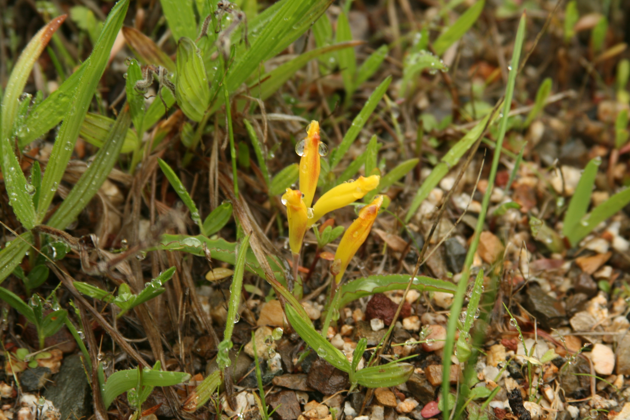 Lachenalia reflexa