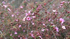 Thryptomene