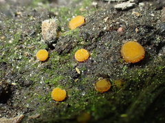 Ramsbottomia asperior