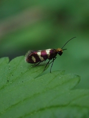 Micropterix aureatella