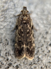 Chionodes pereyra