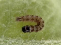 Chionodes pereyra