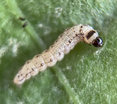 Chionodes pereyra