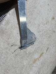 Cupido amyntula
