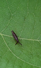 Heterotoma