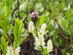 Salix eastwoodiae