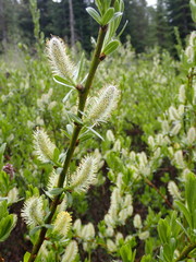 Salix eastwoodiae