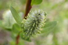Salix eastwoodiae
