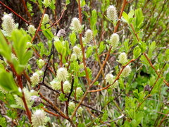 Salix eastwoodiae