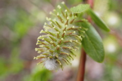 Salix eastwoodiae
