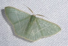 Pelagodes antiquadraria