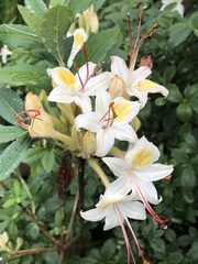 Rhododendron arborescens