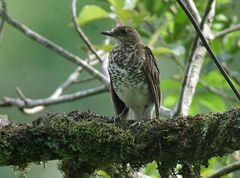 Turdus maranonicus