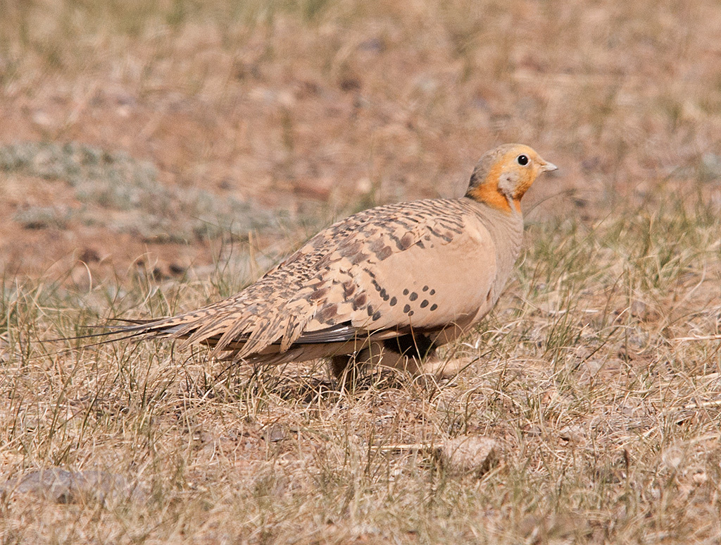 Pallas's Sandgrouse (Syrrhaptes paradoxus) photo