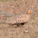 Pallas's Sandgrouse - Photo (c) Sergey Yeliseev, some rights reserved (CC BY-NC-ND)