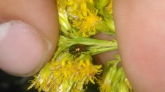 Spintherophyta semiaurata