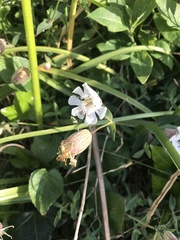 Silene uniflora