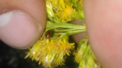 Spintherophyta semiaurata