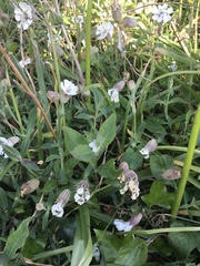 Silene uniflora