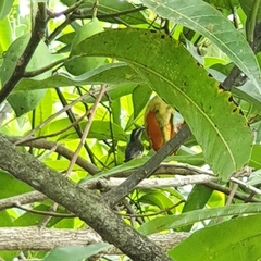 Coereba flaveola