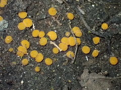 Ramsbottomia asperior