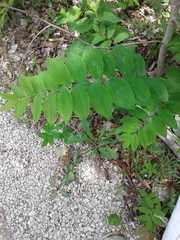 Polygonatum pubescens
