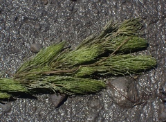 Ceratophyllum demersum