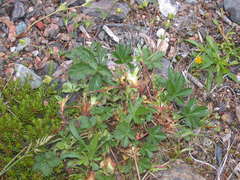 Potentilla furcata