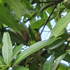 Coereba flaveola