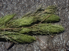 Ceratophyllum demersum