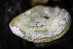 Laetiporus sulphureus