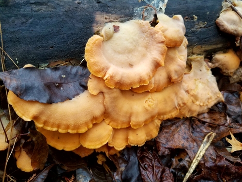 Stinking Orange Oyster