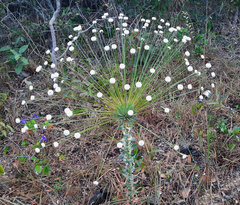 Paepalanthus chiquitensis