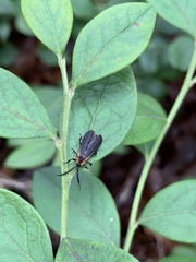 Leptoceletes basalis