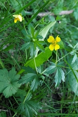 Potentilla erecta