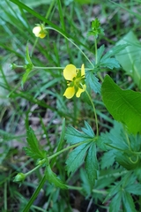 Potentilla erecta