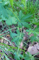 Potentilla erecta