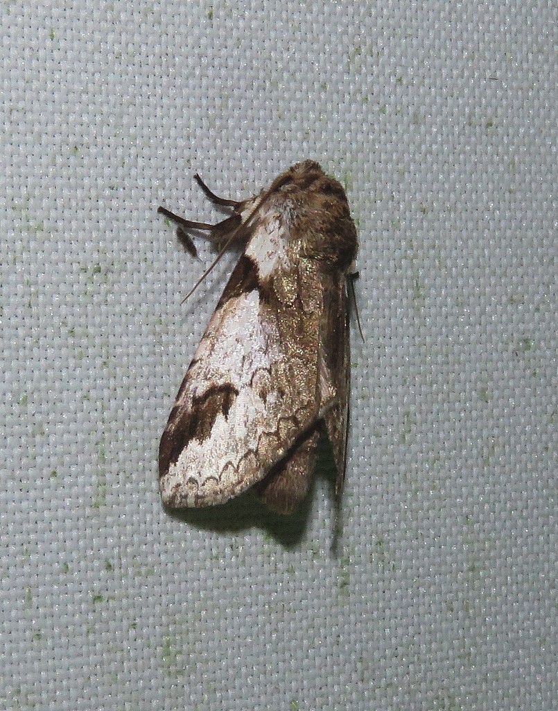 Sericochroa albidula