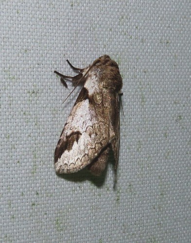 Sericochroa albidula