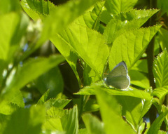 Celastrina argiolus